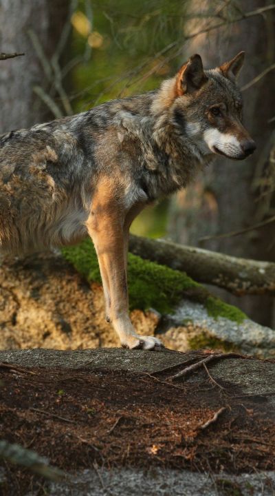 beautiful-elusive-eurasian-wolf-colorful-summer-forest.jpg