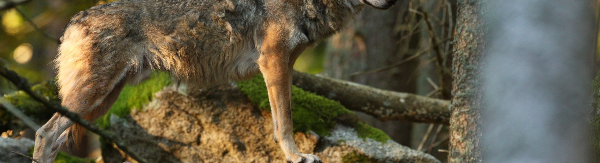 beautiful-elusive-eurasian-wolf-colorful-summer-forest.jpg